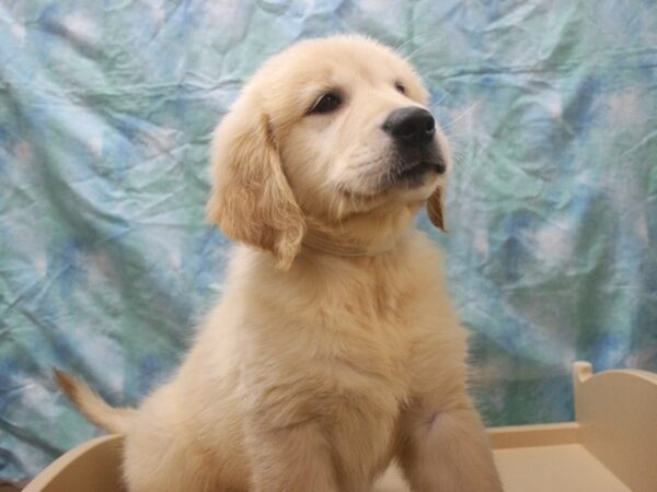 Golden Retriever-DOG-Male-Cream-25949-Petland Racine, Wisconsin