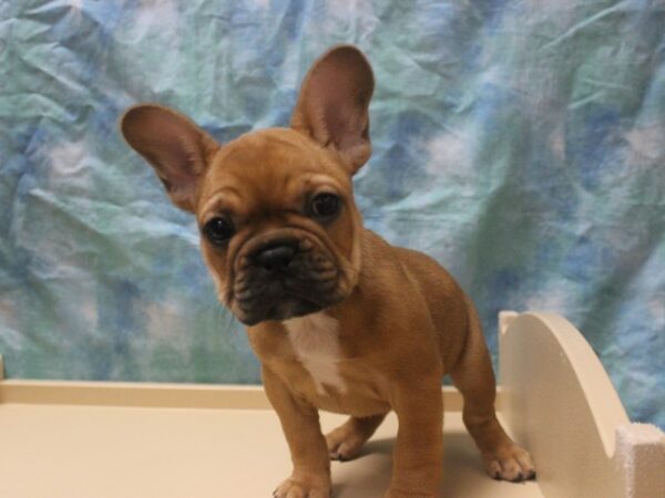 French Bulldog-DOG-Male-Fawn-25948-Petland Racine, Wisconsin