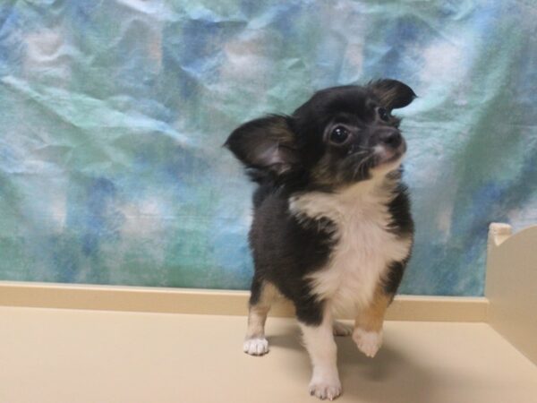 Chihuahua DOG Female Black 25958 Petland Racine, Wisconsin