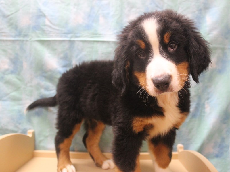 Bernese Mountain Dog