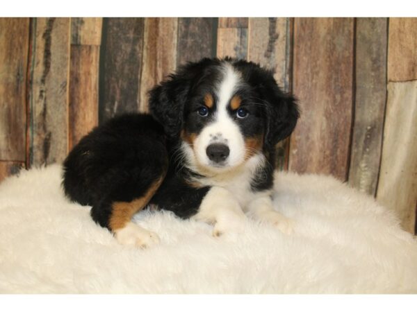 Mini Australian Shepherd-DOG-Female-Tri-Colored-16382-Petland Racine, Wisconsin