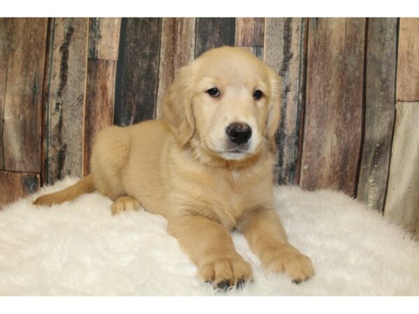 Golden Retriever-DOG-Female-Cream-16384-Petland Racine, Wisconsin