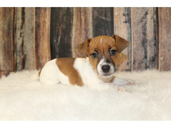 Jack Russell Terrier DOG Male 16386 Petland Racine, Wisconsin