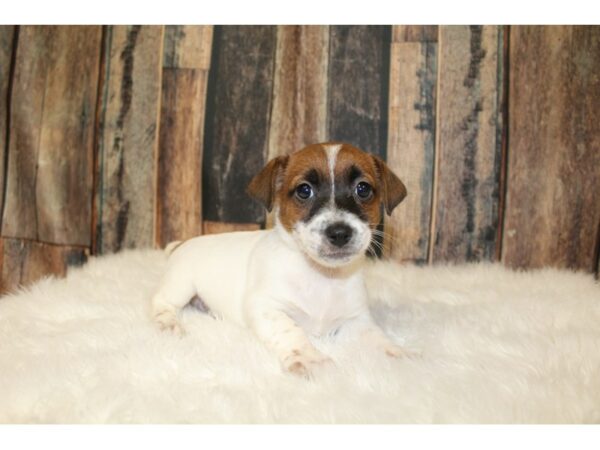 Jack Russell Terrier DOG Male 16387 Petland Racine, Wisconsin