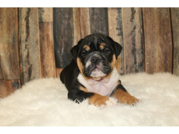 English Bulldog DOG Male Black & White Tri 16388 Petland Racine, Wisconsin