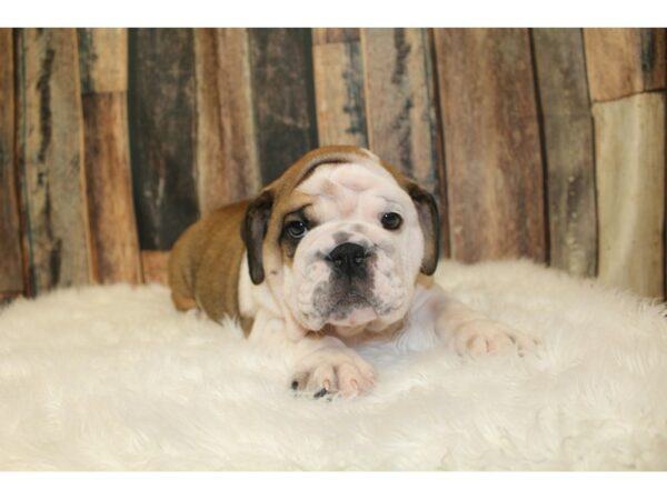 English Bulldog DOG Male Red & White 16389 Petland Racine, Wisconsin