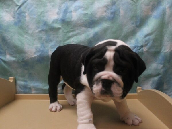 English Bulldog DOG Male BLK/WH 25994 Petland Racine, Wisconsin