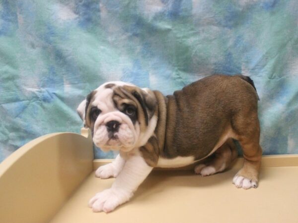 English Bulldog-DOG-Female-RED/WH-25995-Petland Racine, Wisconsin