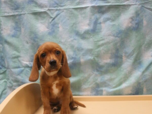 CavaBea-DOG-Male-Red / White-25990-Petland Racine, Wisconsin