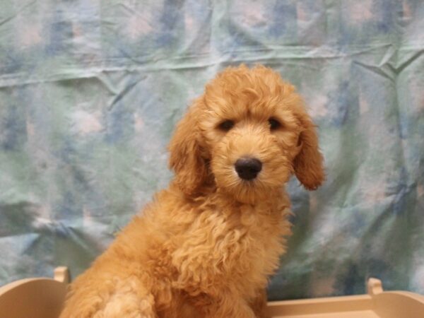 Goldendoodle 2nd Gen DOG Male Cream 25979 Petland Racine, Wisconsin