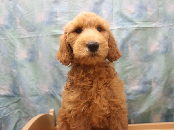 Goldendoodle 2nd Gen DOG Female Cream 25978 Petland Racine, Wisconsin