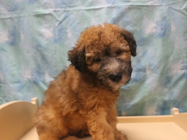 Soft Coated Wheaten Terrier DOG Male Wheaten 25983 Petland Racine, Wisconsin