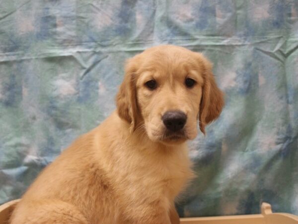 Golden Retriever-DOG-Female-Cream-25982-Petland Racine, Wisconsin