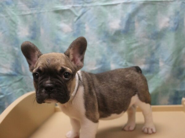 French Bulldog-DOG-Male-Sable / White-25981-Petland Racine, Wisconsin