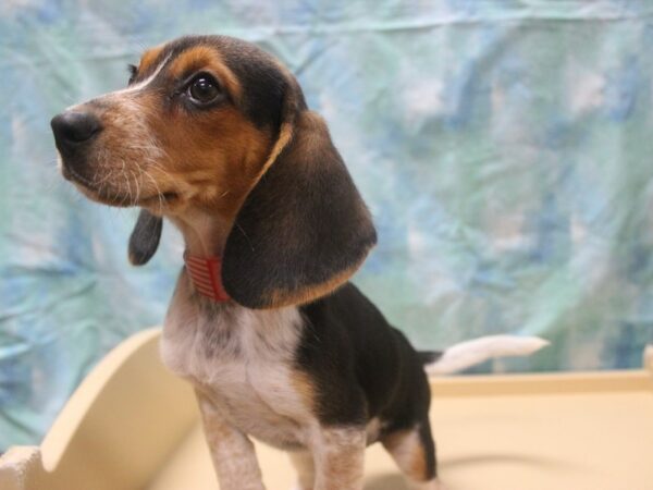 Beagle DOG Female Black White / Tan 25989 Petland Racine, Wisconsin