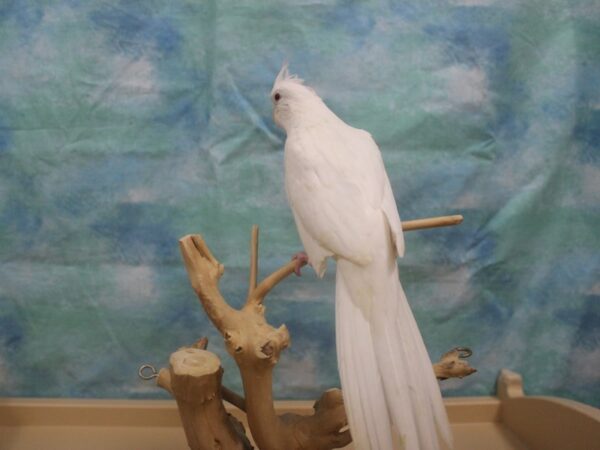 Cockatiel-BIRD--white-25966-Petland Racine, Wisconsin