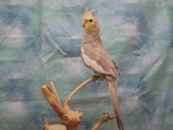 Cockatiel-BIRD---25970-Petland Racine, Wisconsin