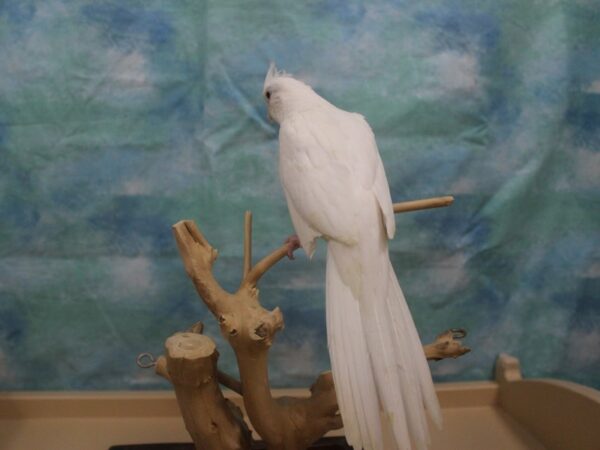 Cockatiel-BIRD--white-25967-Petland Racine, Wisconsin