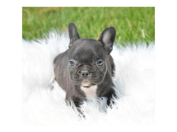 French Bulldog-DOG-Female-Black-26004-Petland Racine, Wisconsin