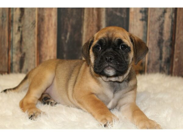 Bulldog/Pug-DOG-Female-Fawn-16390-Petland Racine, Wisconsin