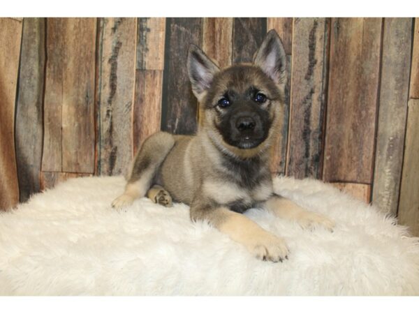 Norwegian Elkhound DOG Female Black / Silver 16398 Petland Racine, Wisconsin