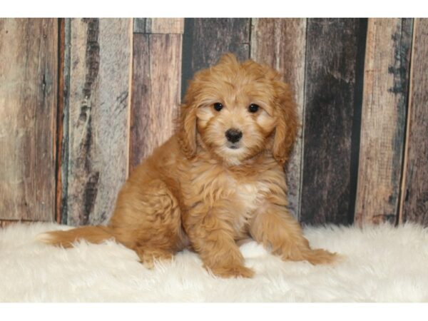 Goldendoodle Mini 2nd Gen-DOG-Female-Apricot-16399-Petland Racine, Wisconsin