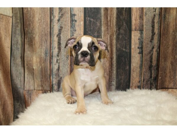 Boston Terrier/English Bulldog-DOG-Male-Fawn / White-16402-Petland Racine, Wisconsin