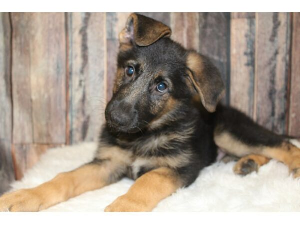 German Shepherd Dog-DOG-Male-Black / Red-16403-Petland Racine, Wisconsin