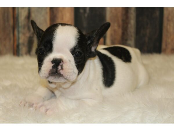 French Bulldog-DOG-Male-Black/White-16404-Petland Racine, Wisconsin