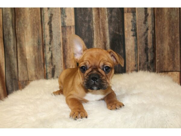 French Bulldog-DOG-Female-Red-16405-Petland Racine, Wisconsin