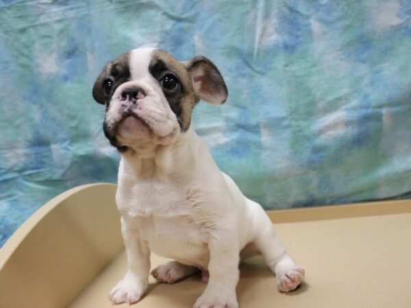 French Bulldog-DOG-Male-Brown/White-26010-Petland Racine, Wisconsin