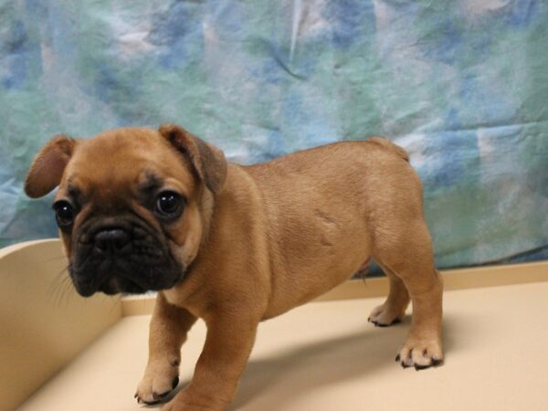 French Bulldog-DOG-Male-RED/BLK MASK-26011-Petland Racine, Wisconsin