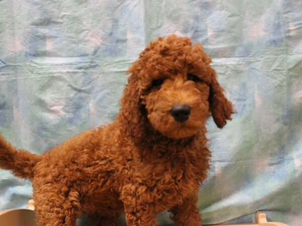 Goldendoodle 2nd Gen-DOG-Female-Apricot-26005-Petland Racine, Wisconsin