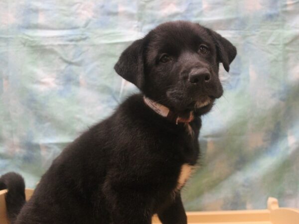 Labrador Retriever/Akita-DOG-Female-Black-26009-Petland Racine, Wisconsin