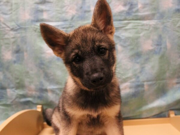 Norwegian Elkhound-DOG-Female-Black / Silver-26008-Petland Racine, Wisconsin