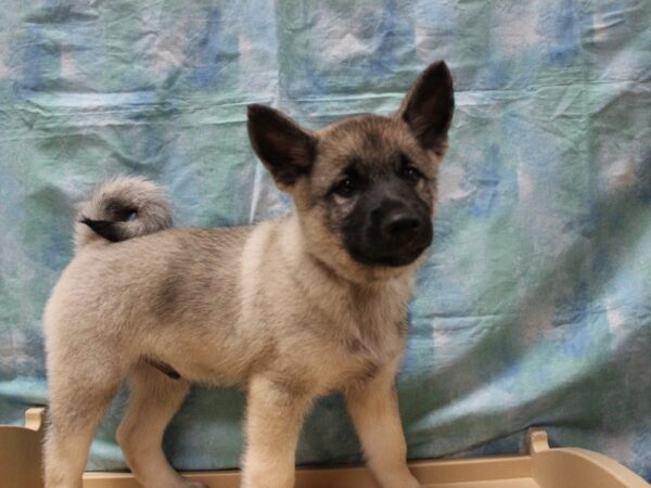 Norwegian Elkhound DOG Male Black / Silver 26006 Petland Racine, Wisconsin