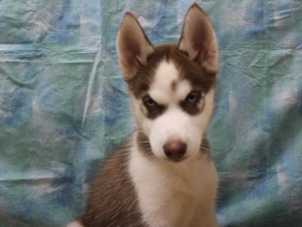 Siberian Husky-DOG-Female-Red / White-25997-Petland Racine, Wisconsin