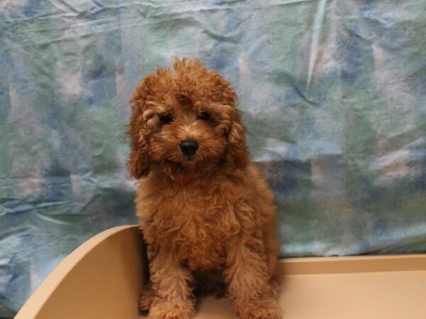 Poodle-DOG-Female-Red-26002-Petland Racine, Wisconsin