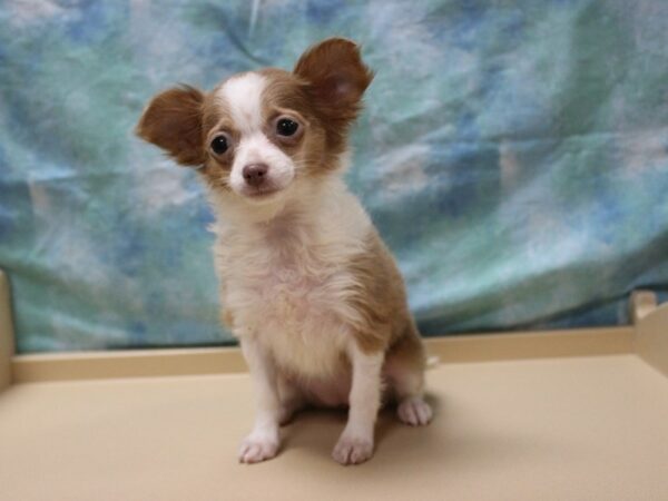 Chihuahua DOG Female Blue Fawn 25999 Petland Racine, Wisconsin