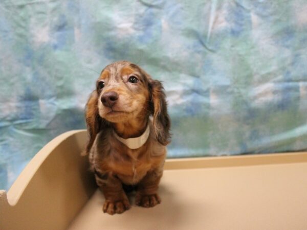 Dachshund-DOG-Male-Chocolate-26001-Petland Racine, Wisconsin
