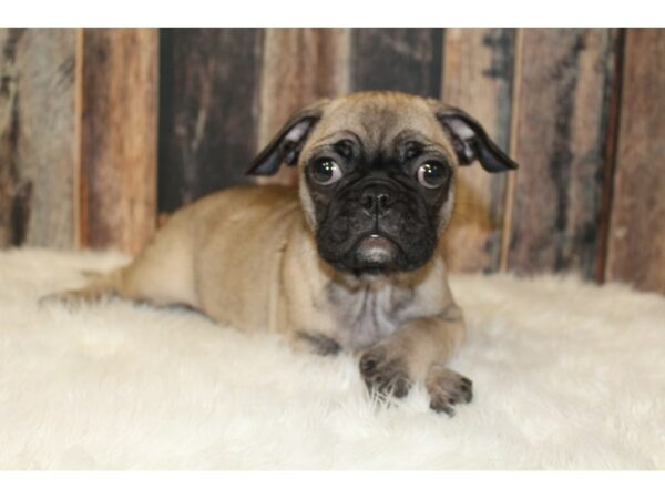 French Bulldog/Pug-DOG-Female-Fawn-16407-Petland Racine, Wisconsin