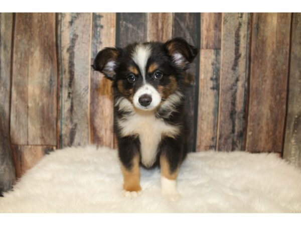 Toy Australian Shepherd DOG Male Black 16411 Petland Racine, Wisconsin