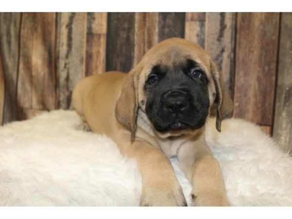 English Mastiff DOG Male Fawn 16412 Petland Racine, Wisconsin