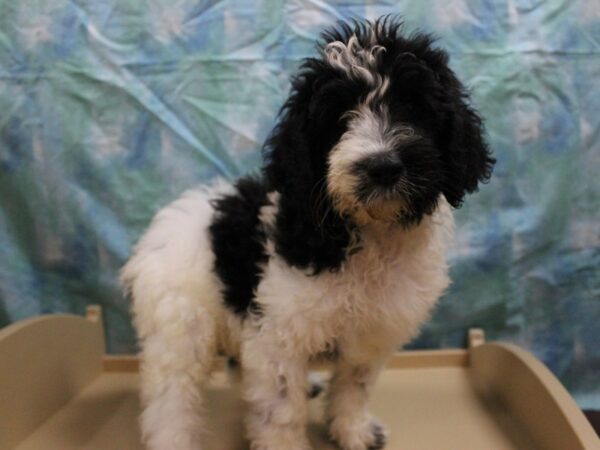 Old English Sheepdog/Poodle-DOG-Male-Black / White-26027-Petland Racine, Wisconsin