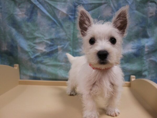 West Highland White Terrier DOG Female White 26024 Petland Racine, Wisconsin