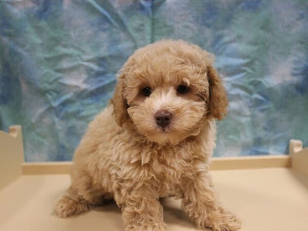 Poodle DOG Male Apricot 26020 Petland Racine, Wisconsin