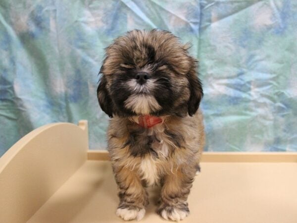 Lhasa Apso DOG Female Red 26021 Petland Racine, Wisconsin