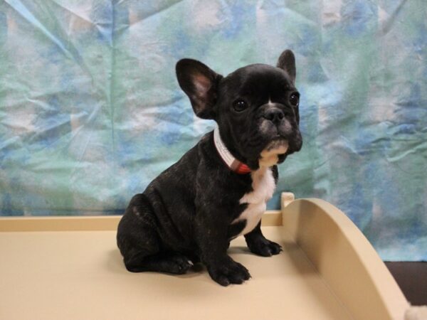 French Bulldog-DOG-Male-BRINDLE-26031-Petland Racine, Wisconsin
