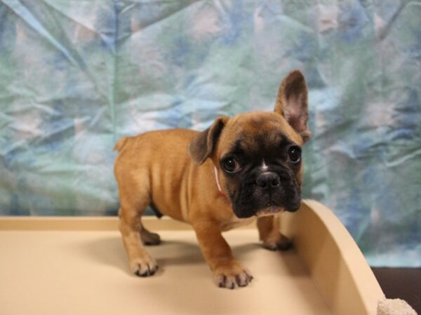 French Bulldog-DOG-Male-FAWN-26032-Petland Racine, Wisconsin