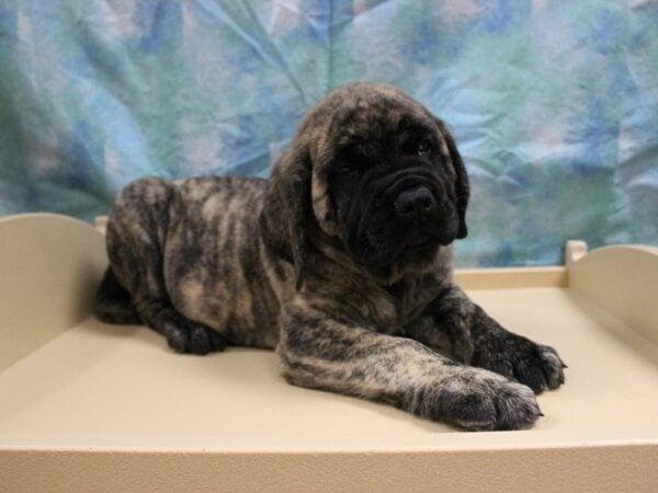 English Mastiff-DOG-Male-BRINDLE/ BLK MASK-26034-Petland Racine, Wisconsin